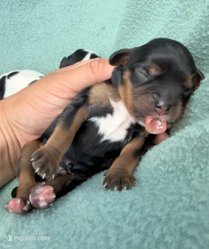 Black&Tan Male  – Cavalier King Charles Spaniel puppy for sale in Big Clifty, KY