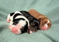 Black&Tan Male , a male Cavalier King Charles Spaniel for sale in Big Clifty, KY – 7 of 7