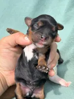 Black&Tan Male , a male Cavalier King Charles Spaniel for sale in Big Clifty, KY – 4 of 7