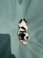 Tri-Color Male, a male Cavalier King Charles Spaniel for sale in Big Clifty, KY – 9 of 9