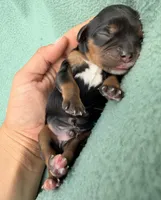 Black&Tan Male , a male Cavalier King Charles Spaniel for sale in Big Clifty, KY – 2 of 7