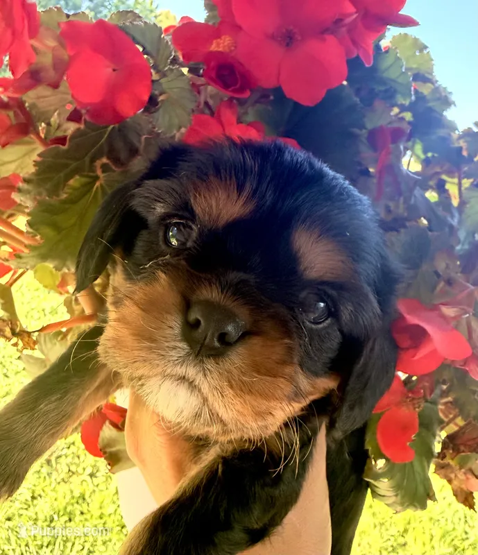 Black&Tan Male  – Cavalier King Charles Spaniel puppy for sale in Big Clifty, KY