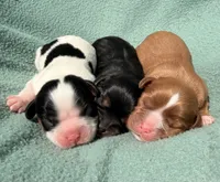 Tri-Color Male, a male Cavalier King Charles Spaniel for sale in Big Clifty, KY – 2 of 9