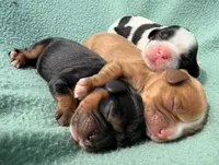 Black&Tan Male , a male Cavalier King Charles Spaniel for sale in Big Clifty, KY – 6 of 7