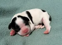 Tri-Color Male, a male Cavalier King Charles Spaniel for sale in Big Clifty, KY – 7 of 9