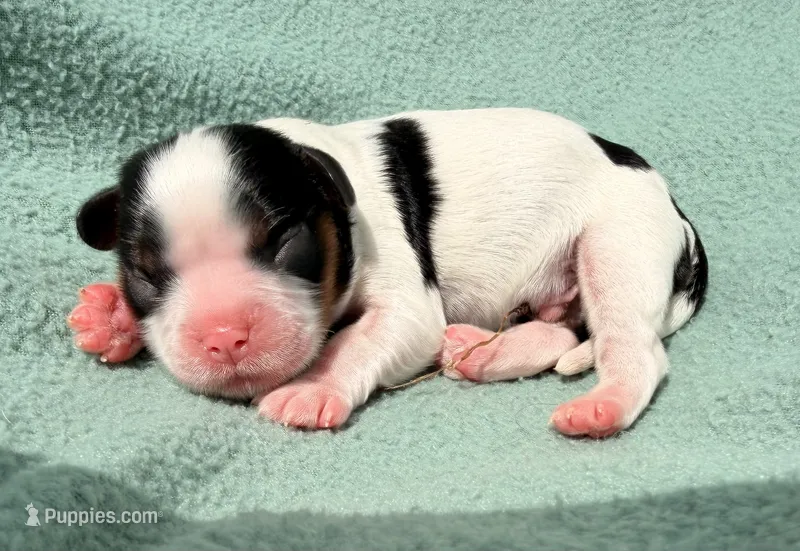 Tri-Color Male – Cavalier King Charles Spaniel puppy for sale in Big Clifty, KY