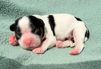 Tri-Color Male, a male Cavalier King Charles Spaniel for sale in Big Clifty, KY – 1 of 9