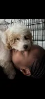 Saige Silas Baxter , a male Bichon Frise and Poodle - Standard  for sale in Benton, AR – 2 of 4
