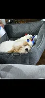 Saige Silas Baxter , a male Bichon Frise and Poodle - Standard  for sale in Benton, AR – 4 of 4