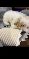 Saige Silas Baxter , a male Bichon Frise and Poodle - Standard  for sale in Benton, AR – 1 of 4