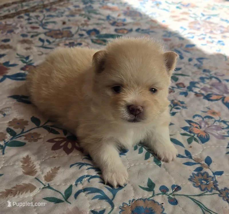 Sunny  – Pomeranian puppy for sale in Chelsea, OK