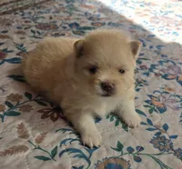 Sunny , a female Pomeranian for sale in Chelsea, OK – 1 of 1