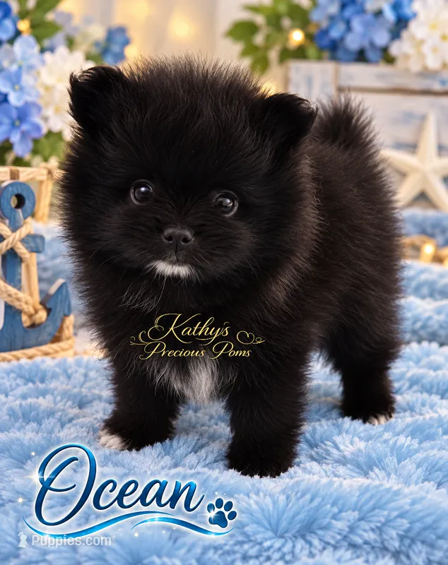 Ocean  – Pomeranian puppy for sale in Chelsea, OK