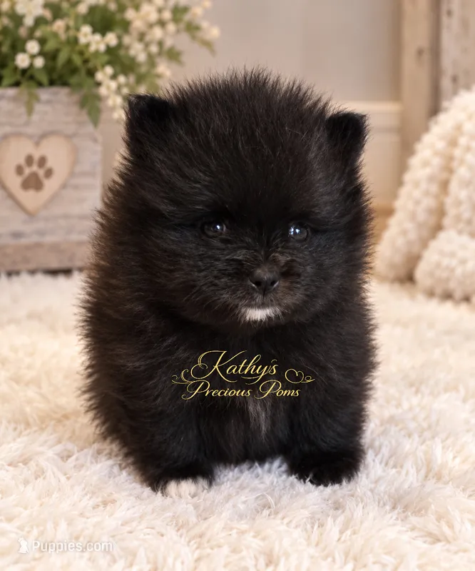 Cruise – Pomeranian puppy for sale in Chelsea, OK
