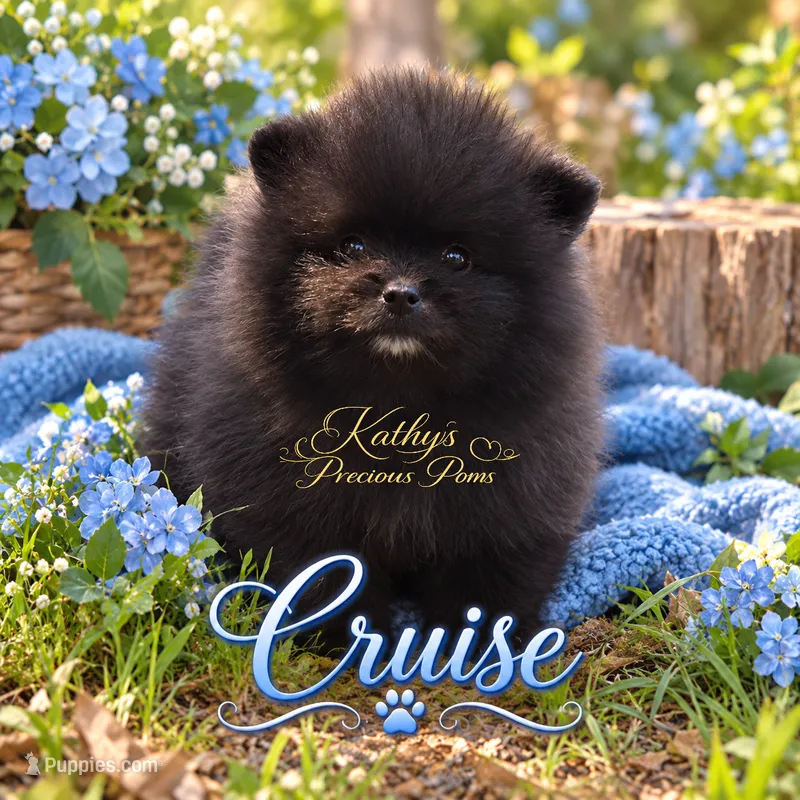 Cruise – Pomeranian puppy for sale in Chelsea, OK