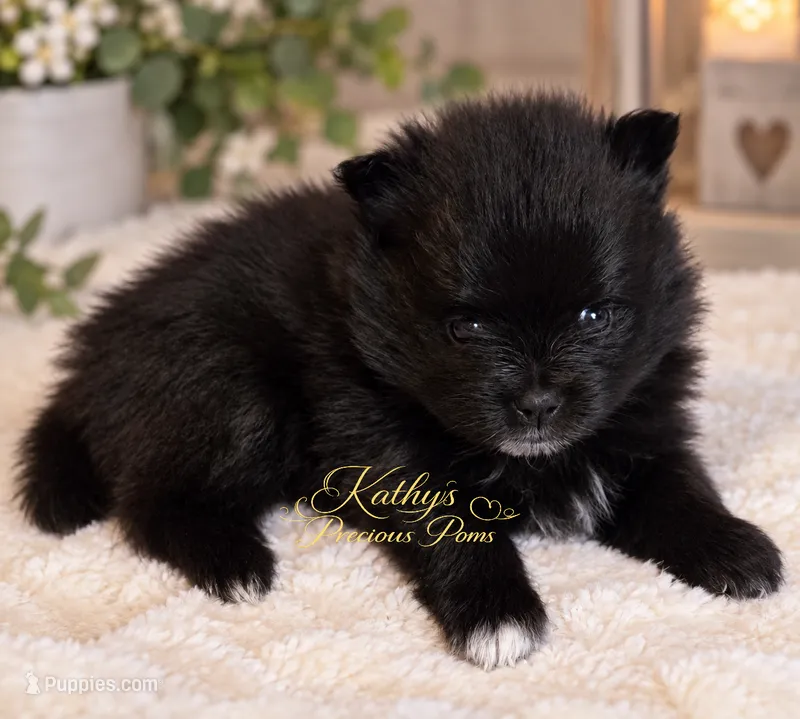 Ocean  – Pomeranian puppy for sale in Chelsea, OK