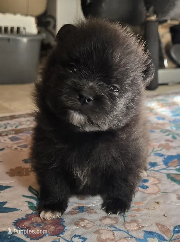 Cruise – Pomeranian puppy for sale in Chelsea, OK