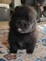 Cruise, a male Pomeranian for sale in Chelsea, OK – 1 of 1