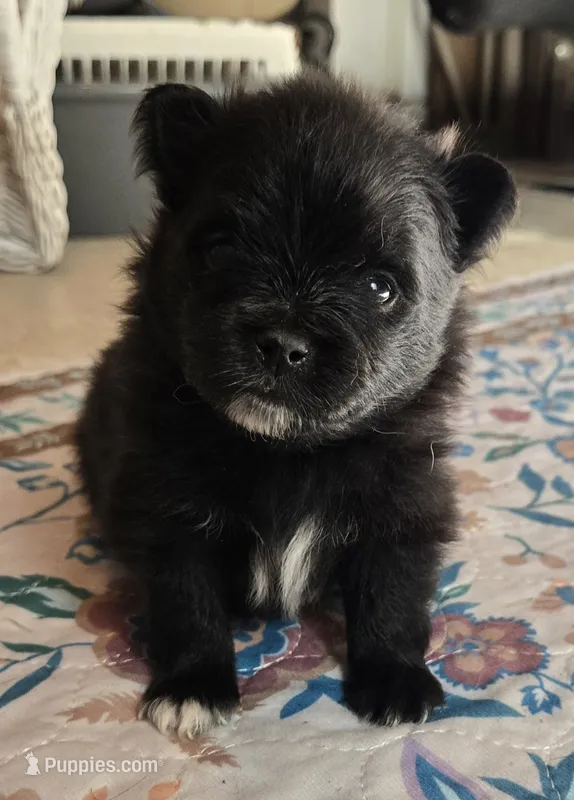 Ocean  – Pomeranian puppy for sale in Chelsea, OK