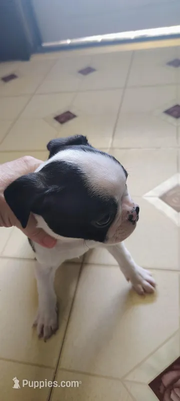 Gary – Boston Terrier puppy for sale in Wellborn, FL