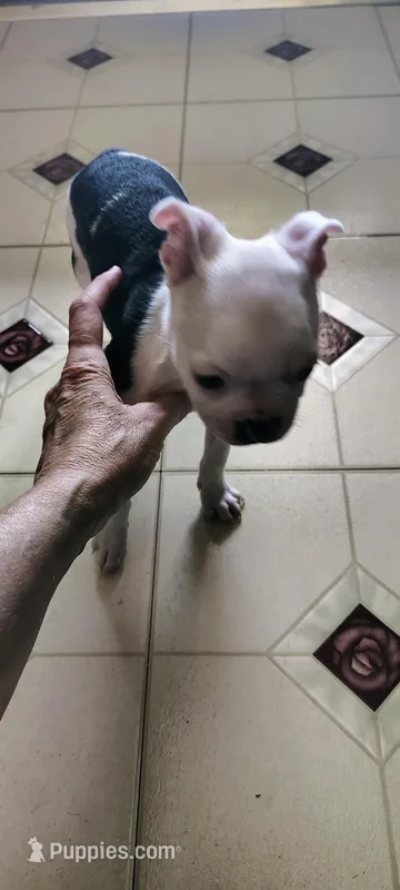 Diana  – Boston Terrier puppy for sale in Wellborn, FL