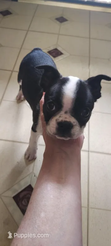 Annie – Boston Terrier puppy for sale in Wellborn, FL