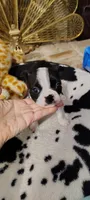 Zena, a female Boston Terrier for sale in Wellborn, FL – Photo 5 of 8