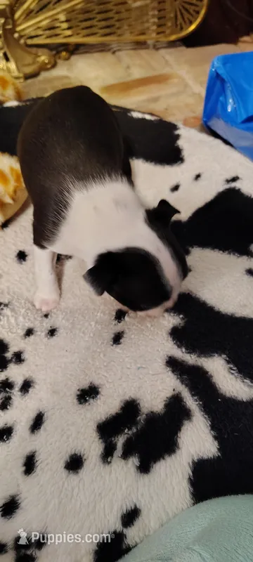Zena – Boston Terrier puppy for sale in Wellborn, FL