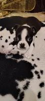 Candi, a female Boston Terrier for sale in Wellborn, FL – Photo 6 of 9