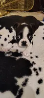 Candi, a female Boston Terrier for sale in Wellborn, FL – Photo 5 of 9