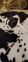 Candi, a female Boston Terrier for sale in Wellborn, FL – Photo 8 of 9