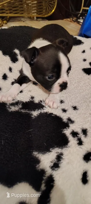 Candi – Boston Terrier puppy for sale in Wellborn, FL