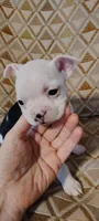 Becca , a female Boston Terrier for sale in Wellborn, FL – Photo 2 of 4