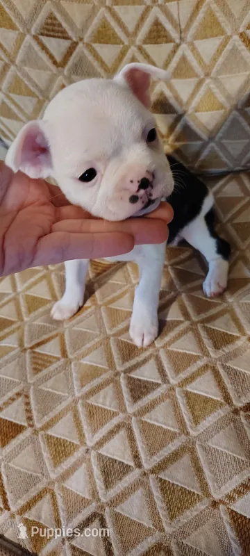 Becca  – Boston Terrier puppy for sale in Wellborn, FL