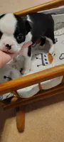 Rocky, a male Boston Terrier for sale in Wellborn, FL – Photo 2 of 5