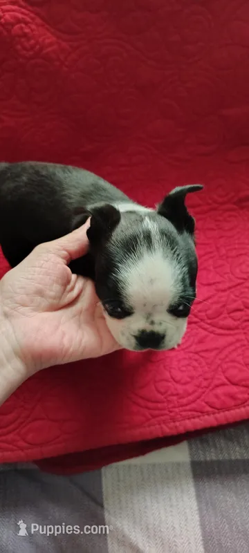 Rocky – Boston Terrier puppy for sale in Wellborn, FL