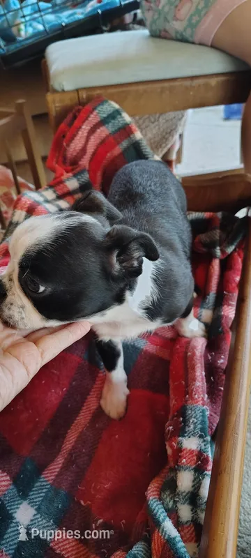 Henry  – Boston Terrier puppy for sale in Wellborn, FL