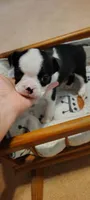 Ranger, a male Boston Terrier for sale in Wellborn, FL – Photo 3 of 5