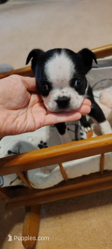 Ranger – Boston Terrier puppy for sale in Wellborn, FL
