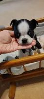 Ranger, a male Boston Terrier for sale in Wellborn, FL – Photo 1 of 5