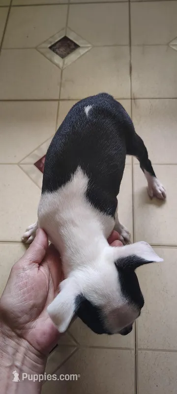 Lora – Boston Terrier puppy for sale in Wellborn, FL