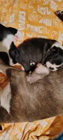 Ruby, a female Boston Terrier for sale in Dayton, OH – Photo 4 of 6
