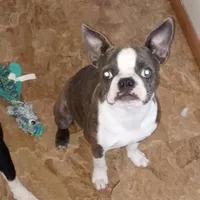 Dolly, a female Boston Terrier for sale in Dayton, OH – Photo 1 of 3