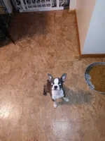 Dolly, a female Boston Terrier for sale in Dayton, OH – Photo 3 of 3