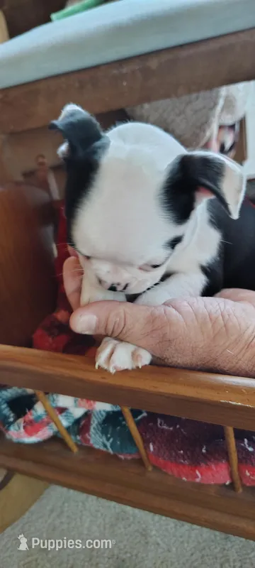 Val  – Boston Terrier puppy for sale in Wellborn, FL