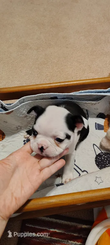Annie – Boston Terrier puppy for sale in Wellborn, FL