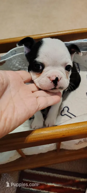 Annie – Boston Terrier puppy for sale in Wellborn, FL