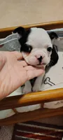 Annie, a female Boston Terrier for sale in Wellborn, FL – Photo 1 of 4