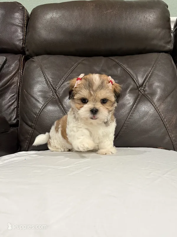 Stella – Mal Shi puppy for sale in Houston, TX