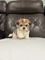 Stella, a female Mal Shi for sale in Houston, TX – 1 of 3